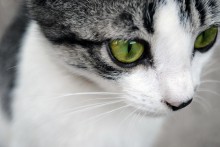 The green-eyed cat / ***