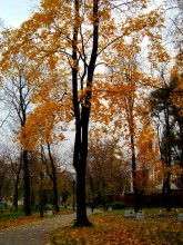 gold autumn / ***