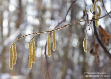blossomed in February earrings sun gilded legs / ***