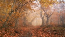 Autumn mists / ***