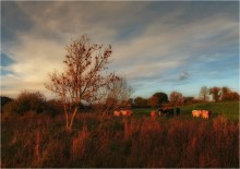 About the past ... leaves and calves ... / ***