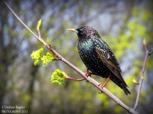 thoughtfulness starling / ***