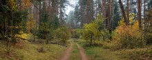 In the autumn forest III / ***