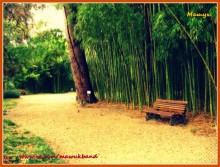 Botanical Garden, Sukhum / ***