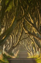 Once again on the Dark Hedges / ***