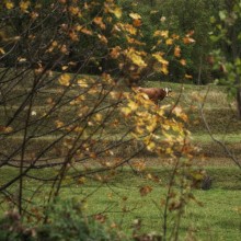 About autumn, cow and bad weather / ***