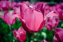 Ball tulips / ***