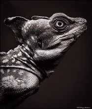 Shlemonosny basilisk (Basiliscus basiliscus). / ***