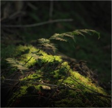 ...lonely fern... / [img]http://i049.radikal.ru/1312/c8/f3c0d6fb511c.jpg[/img]

