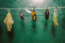 Pupae / ***