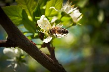 Wasp / ***