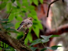 evening bird-skeptic, or Birdie Ordinary / ***