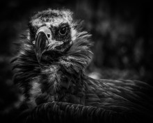 Portrait of a black vulture. / ***