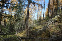 mysterious forest / ***