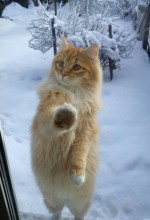 Cat outside the window / ***