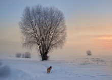 winter morning / .....