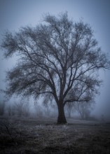 Misty tree / ***