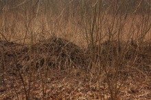 Good morning, new in 2014 / ***