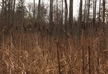 Herbs - trees, reeds / ***