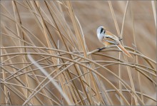 Bearded tit / ***