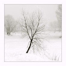 Lonely willow / ***