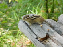 chipmunk / ***