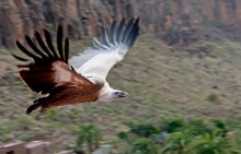 Flying eagle. / ***