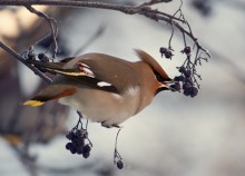 Waxwing / ***