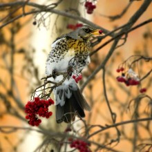 Thrush Fieldfare / ***