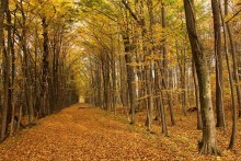 rustling autumn avenues / ***