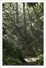 Forest path / .......