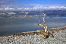Sea tree druid / ***