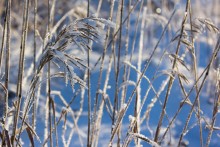 The artistic value of dry grass in winter / ***