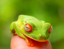 tree-frog / ***