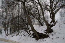 Trees of life-3 / _____________*