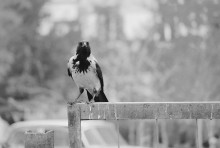 What do you need? / ***