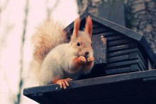 Squirrel / ***