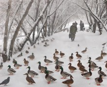 Ducks, people and snow / ***