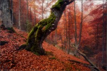 / Pleasures of late autumn. v.II / / [img]http://fotki.by/originals/BBC/11/93_39bbc.jpg[/img]
