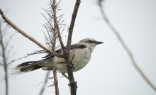 Northern Mockingbird / ***