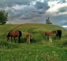 On pasture / ***