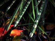 After the rain / sonyericssonvivaz U5, mobilephoto