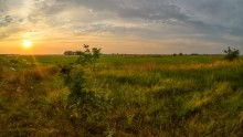 About sunset with elderberry / ***