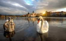 Prague about swans ... / ,,,,,,,,,,,,,,,,,,,,,,