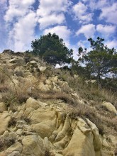 Pine trees on the seashore / ***