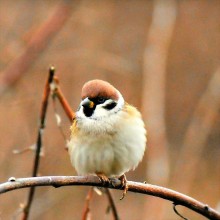sparrow / ***