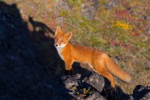 Me and My Shadow / ***