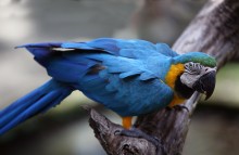 Macaw / ***