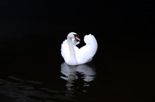 Swan / ***