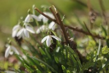 Snowdrops / ***